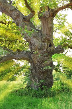 Geri ışıklı çok eski budaklı meşe ağacı