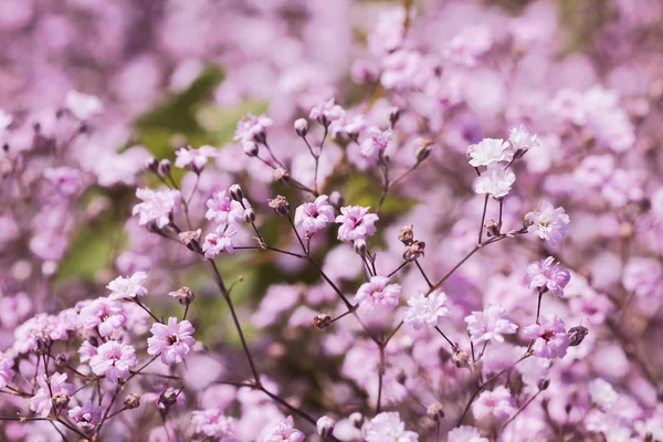 Light pink gypsophila — Stock fotografie