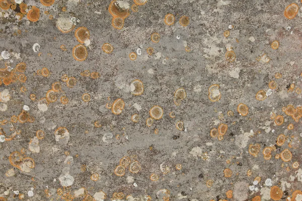 Каменная стена с лишайником — стоковое фото