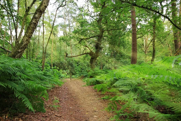 Public footpath in the woodlands — Stock Photo, Image