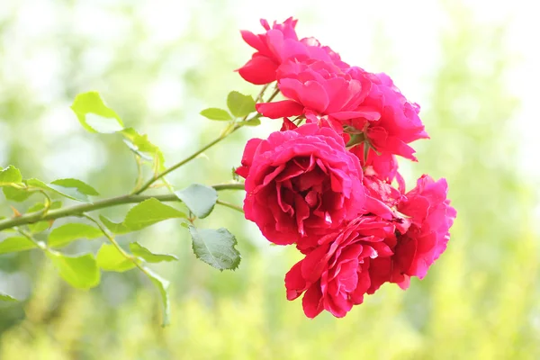 Růžové květy na jasný slunečný den v zahradě — Stock fotografie