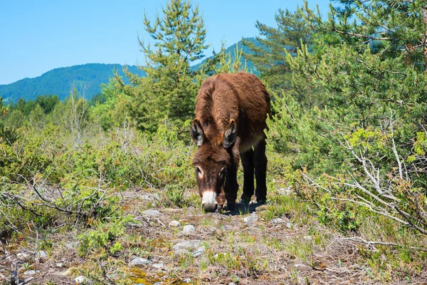 Burro Joven Marrón Pastando Tierra Estéril Con Arbustos Verdes — Foto de Stock