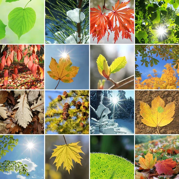 Leaves and needles in the four seasons — Stock Photo, Image