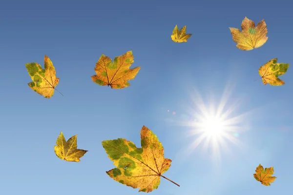 Foglie d'acero cadenti e luce solare brillante, cielo blu — Foto Stock