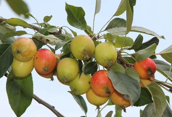 Ramita con racimo de manzanas pequeñas —  Fotos de Stock