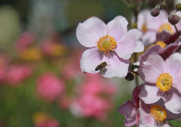 Anemon japonica ve bal arı — Stok fotoğraf
