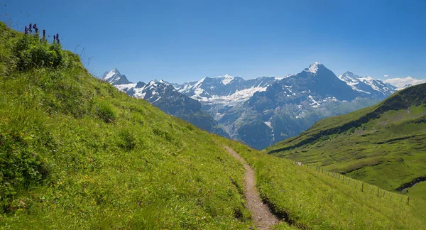 Bergzicht Vanaf Grindelwald Eerste Wandelpad Naar Bernese Alpen Zwitsers Landschap — Stockfoto