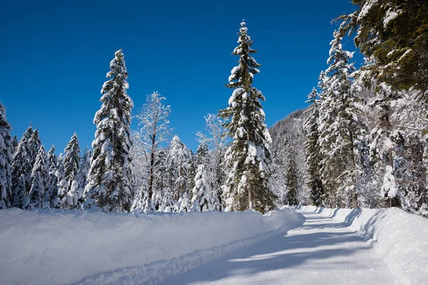 Kışlık Ormandan Geçen Köy Yolu Mavi Gökyüzü Arka Planı Kreuth — Stok fotoğraf