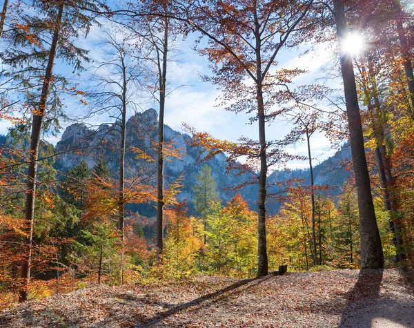 Jesienny Las Kolorowymi Liśćmi Alpejskim Krajobrazie Austria Górska Grunberg — Zdjęcie stockowe