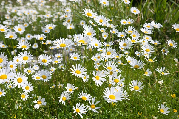 Meadow Lots Blooming Marguerite Flowers Garden — Stock Photo, Image