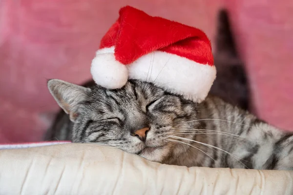 可爱的睡猫 戴着尼科拉帽 粉色模糊的背景 — 图库照片