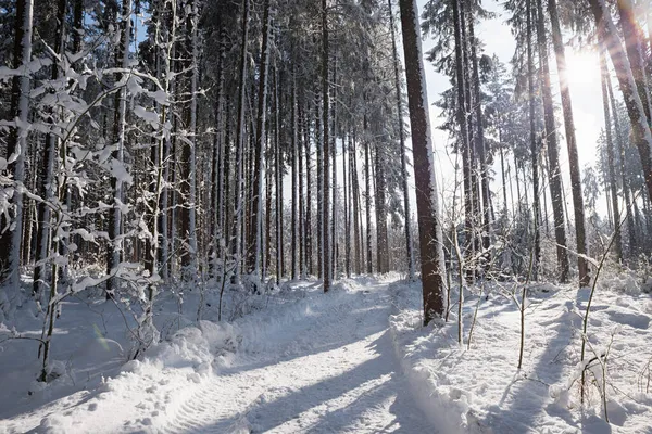 Geprepareerde Wandelweg Zonnig Winterbos Zon Schijnt Door Dennenbomen — Stockfoto