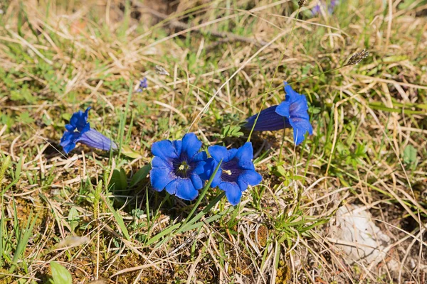 Gentiane Bleue Fleurs Alpines Protégées Dans Herbe — Photo