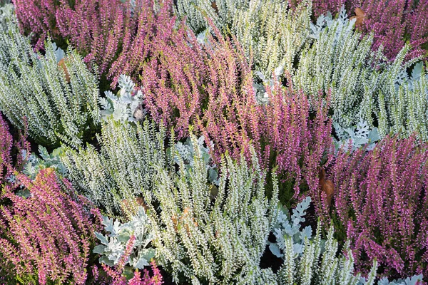 Décoration Tombe Hivernale Avec Bruyère Blanche Rose Feuilles Argent Fond — Photo