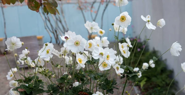 Vit Anemon Japonica Blommar Parken — Stockfoto