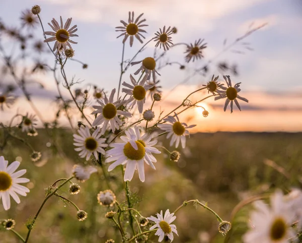 Wilde Margeritenblüten Auf Dem Feld Sonnenuntergangskulisse Pastellfarben — Stockfoto