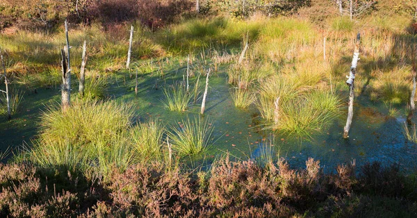 Bažiny Blatech Zelenými Hassockami Obklopené Vřesovišti Moosham Moor Krajina Bavaria — Stock fotografie