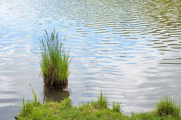Kępka Trawy Przy Brzegu Jeziora Falowana Woda Wellness Tło Sprężynowe — Zdjęcie stockowe