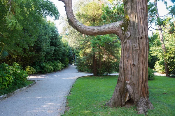 Gammalt Redwood Träd Sequoia Jätte Parken — Stockfoto