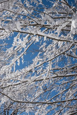 look into the snow-covered branches of the treetop, blue sky background