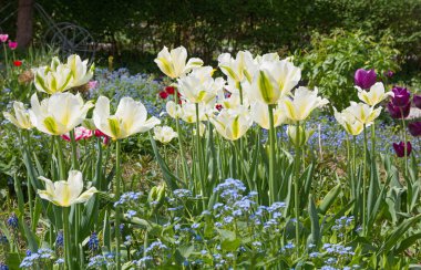 white tulips and forgetmenot, spring flower beds in the park