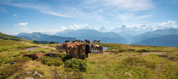 Nötkreatursbesättning Vid Niederhorn Bergsled Schweiziska Alperna Landskap Panorama — Stockfoto