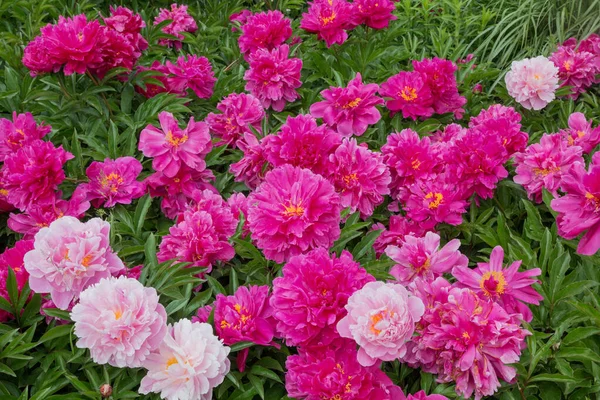 Peony Bush Filled Light Dark Pink Blossoms May — 스톡 사진