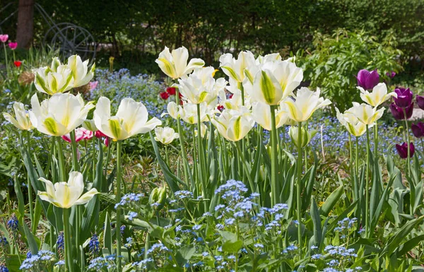 White Tulips Forgetmenot Spring Flower Beds Park — Foto Stock