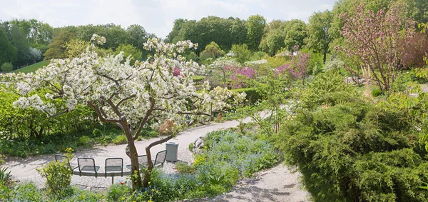 Beautiful Spring Landscape City Park Munich Westpark Blooming Apple Tree — Fotografia de Stock