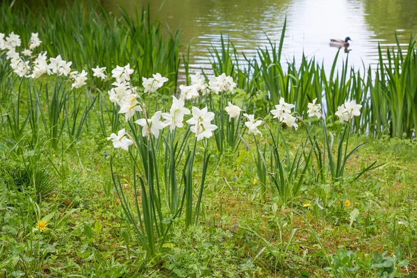 Bloeiende Witte Narcissen Bloemen Aan Het Meer Kust Het Stadspark — Stockfoto