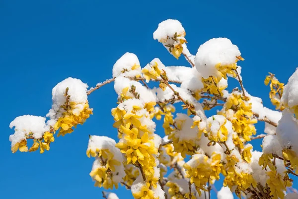 Forsythia Cespuglio Pasqua Dopo Improvviso Scatto Freddo Sfondo Cielo Blu — Foto Stock