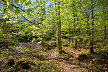 Kayın ağaçlı bahar ormanı, yeşil yapraklar, mayıs ayında güneşli bir gün.