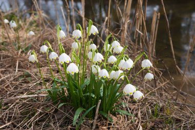 İlkbaharda, ormanın deresinin yanında bir grup kar tanesi çiçeği.