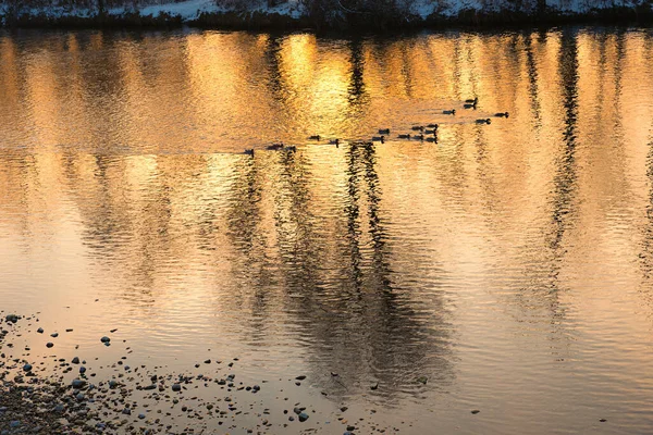 Patos Rio Isar Pôr Sol Árvores Refletoras — Fotografia de Stock