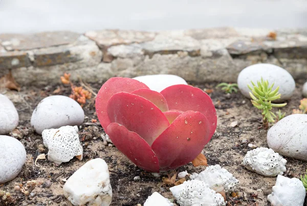 Uma Planta Suculenta Vermelha Forma Coração Uma Louça — Fotografia de Stock