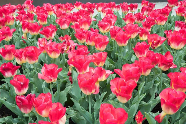 Барвистий Тюльпанний Фон Червоно Жовті Квіти Весняні Квіти — стокове фото