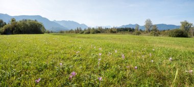 Çayır safranı ve dağ manzaralı sulak alanlar, doğa rezervi Ohlstadter Filz, sonbaharda üst bavyera manzarası