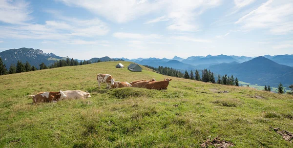 Grupp Mjölkkor Vid Hirschhornlkopf Berg Övre Bayern Landskap — Stockfoto