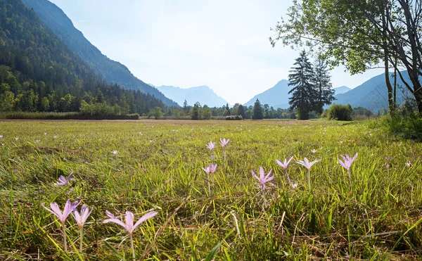 Luční Saffron Colchicum Autumnale Blatná Krajina Přírodní Rezervace Eschenloher Moos — Stock fotografie