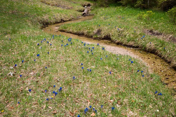 Mały Strumyk Kwitnące Niebieskie Gentians Potoku Chroniona Flora Alpejska — Zdjęcie stockowe