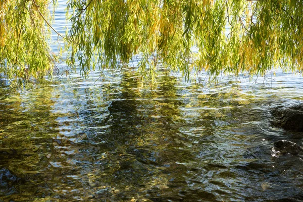 Willow Branches Hanging Rippled Water Lake Shore — Stock Photo, Image