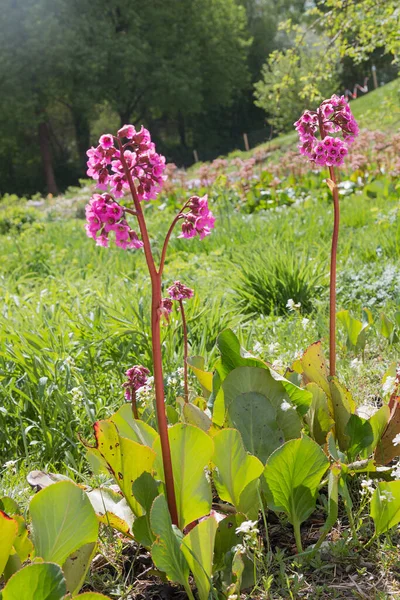 Pink Blooming Bergenia Flower Park Springtime — Stock Photo, Image