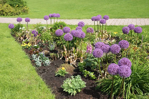 Purple Allium Flower Balls Flowerbed Park Green Meadow — Stock Photo, Image