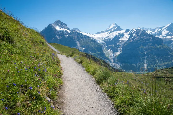 Stunning Mountain Landscape Bernese Alps Hiking Trail Grindelwald First Bluebells — Stock Photo, Image