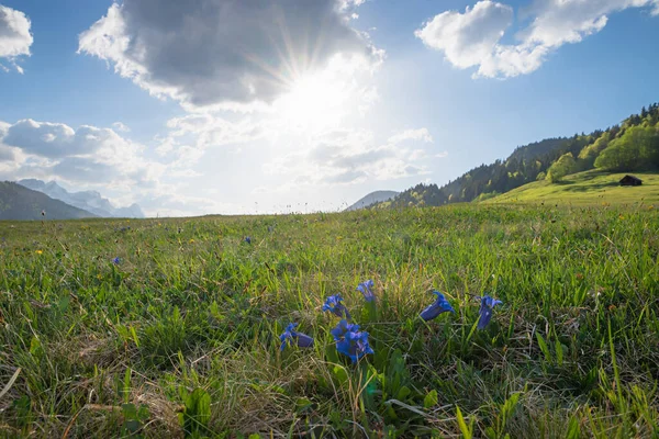 Äng Med Blå Gentiana Blommor Starkt Solsken Vårlandskap Gerold Övre — Stockfoto