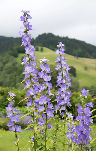Группа Стеблей Колокольчика Светло Фиолетовый Альпийском Ландшафте Швейцарии — стоковое фото