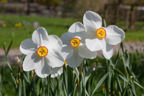 Белые Поэты Нарциссы Расплывчатый Фон Парка Narcissus Poeticus Flower — стоковое фото