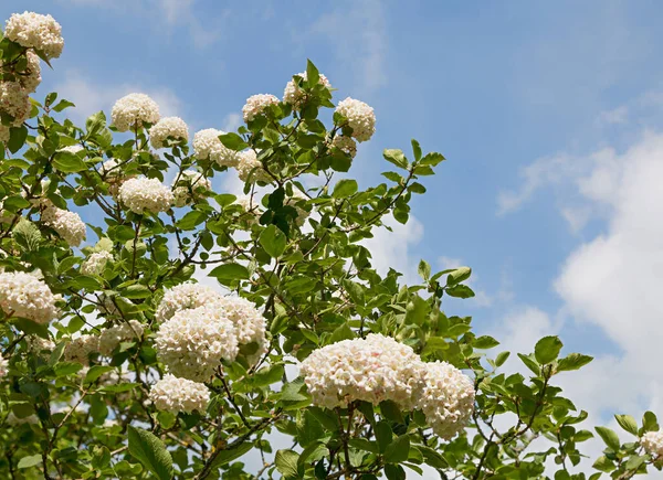 Gros Plan Sur Viburnum Buisson Avec Des Fleurs Blanches Contre — Photo