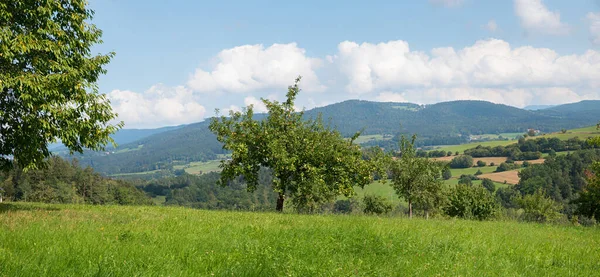 田園風景Bayerischer Wald 緑の牧草地とリンゴの果樹園 Viechtach近くの低ババリア — ストック写真