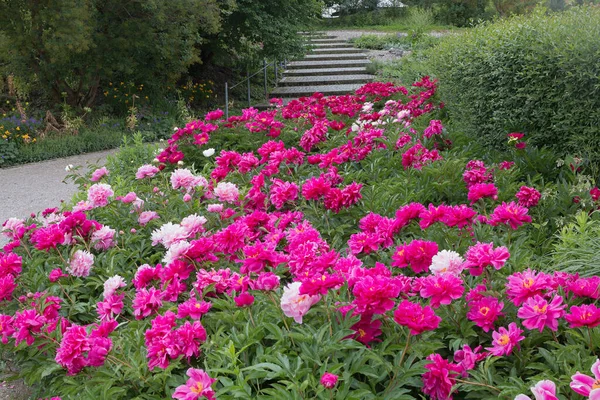 Růžové Květy Pivoňkového Květu Městský Park Westpark Munich Schodiště Zadní — Stock fotografie